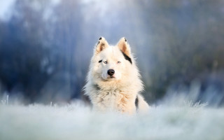 White brown dog foggy field - fog in the air free wallpaper