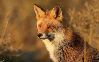 Fox closeup grass weeds portrait - a blurry background of grass free wallpaper