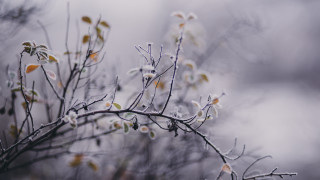 Snowy branch white flowers macro - a.b. frost free wallpaper
