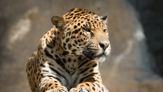 Leopard laying rock zoo enclosure - a rock in a zoo enclosure free wallpaper