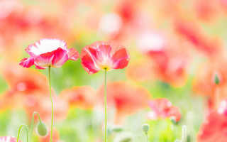 Flower field blurry background impressionist - a field of flowers free wallpaper