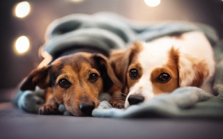 Dogs blanket lights night moon - a dog free wallpaper