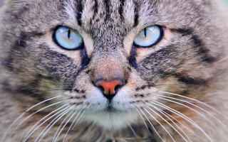 Blue eyes cat closeup symmetrical - a white nose free wallpaper