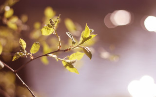 Branch leaves sunlight bokeh moon - a branch free wallpaper for desktop
