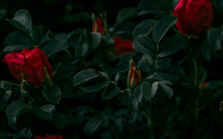 Red roses green leaves dark - the stem free wallpaper
