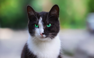 Black cat green eyes blurry - cat free wallpaper for desktop