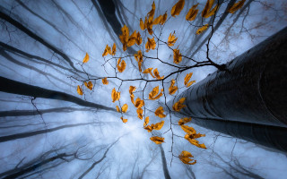 Yellow leaves bamboo forest moon - the middle of its free wallpaper