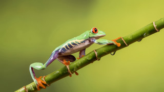 Frog red eye green branch - free nature wallpaper