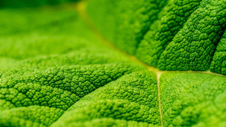 Green leaf yellow line macro - center piece free wallpaper