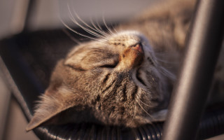 Sleeping cat on chair florianne - eye closed free wallpaper