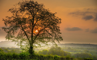 Tree sunset foggy sky bush - backlight free wallpaper