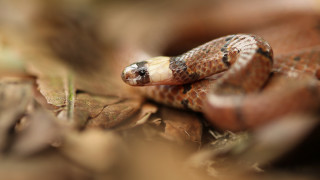 Curled snake on leaf woods - a snake free wallpaper