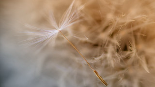 Dandelion insect macro art photography - tiny free wallpaper for desktop