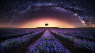 Lone tree purple sky lavender - star above free wallpaper