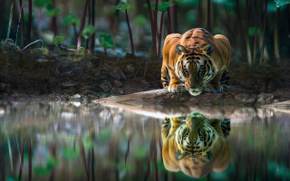 Tiger reflection water forest nature - free nature wallpaper