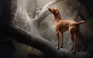 Dog branch sky open eyes - closed free wallpaper for desktop