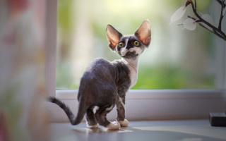 Black cat window sill aya - the window sill free wallpaper