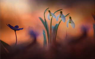 Flowers blurry background digital painting - a blurry background of them free wallpaper