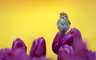 Small bird purple flower yellow - yellow background free wallpaper