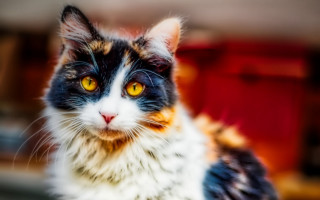 Cat yellow eyes sitting table - symmetrical eye free wallpaper