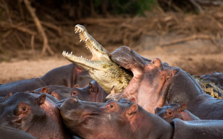 Hippos crocodile drygrass photorealistic oversized - dry grass free wallpaper