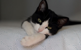 Black cat vanitas glamor pose - a white blanket free wallpaper