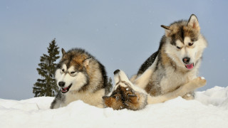 Snowy dogs playing jumping furry - one dog free wallpaper