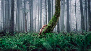 Hiding behind tree forest foggy - a forest floor free wallpaper
