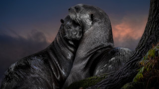 Sealions tree night cloudy sky - a cloudy sky in the background free wallpaper