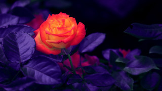 Orange rose purple leaves blurry - vivid color free wallpaper