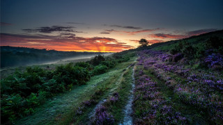 Sunset tree path lake mountains 2 - carl critchlow free wallpaper