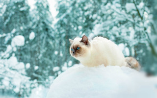 Snowy cat on rock bokeh - top of a snow free wallpaper