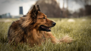Dog grass building skyline outdoors - a building in the background free wallpaper