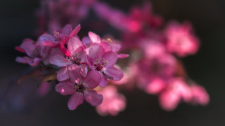 Pink flower branch blurry butterfly - blurry background of flowers free wallpaper