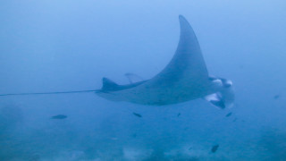 Manta ray roped fish underwater - free ship wallpaper