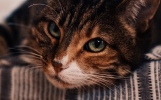 Cat couch blanket closeup tiltshift - back free wallpaper