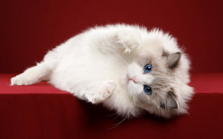 White cat blue eyes red 2 - a white cat free wallpaper