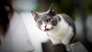 Black cat fence man woman - the camera man free wallpaper