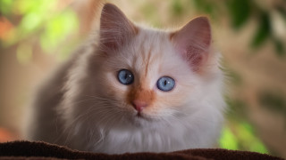 Curious white kitten blue eyes - a white kitten free wallpaper