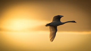 Bird sunset crow backlighting sky - bernd fasching free wallpaper