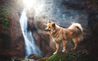 Dog waterfall nature scene blurry - a rock in front free wallpaper