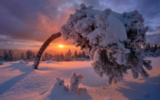 Snowy branch dusk cityscape lake - the sun free wallpaper