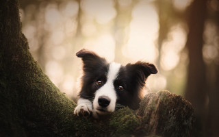 Dog peeking mossy woods photorealistic - mossy free wallpaper for desktop