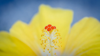 Yellow flower blue sky red - the center free wallpaper for desktop
