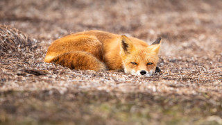 Red fox laying in grass - a red fox free wallpaper