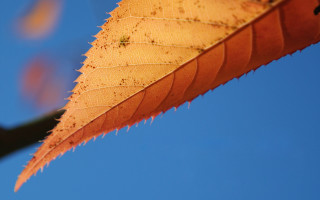 Yellow leaf blue sky macro - benoit b. mandelbrot free wallpaper