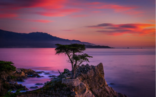 Lone tree rock water sunset - a lone tree free wallpaper for desktop