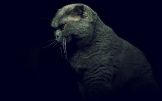 Cat gothic chiaroscuro realistic album - chiaroscuro free wallpaper