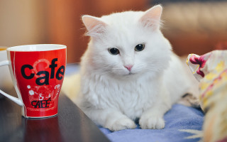 White cat coffee morning popart - a blue blanket free wallpaper