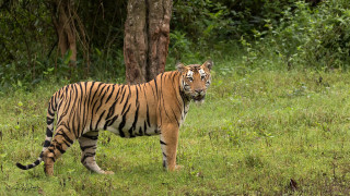 Tiger grassy field tree bush - a tree and bushes free wallpaper